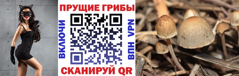 Псилоцибиновые грибы Cubensis  Эртиль 